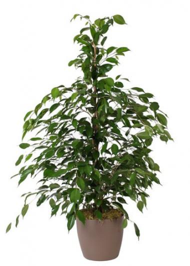 Ficus Benjamina Big