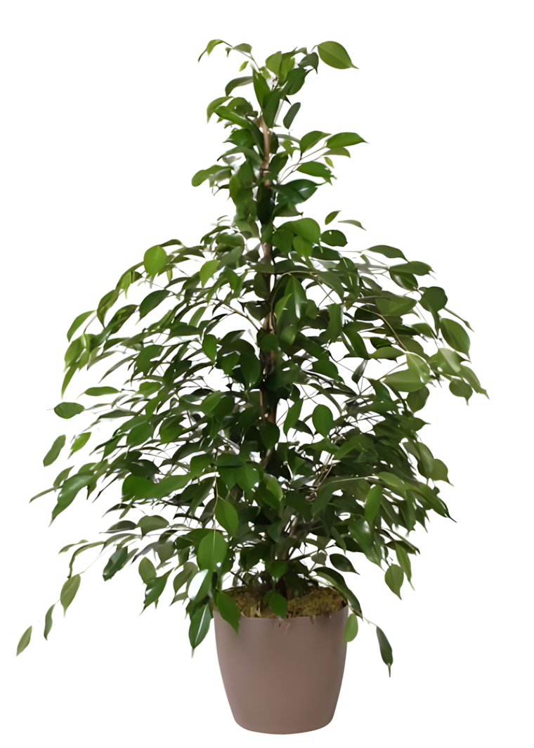 Ficus Benjamina Big