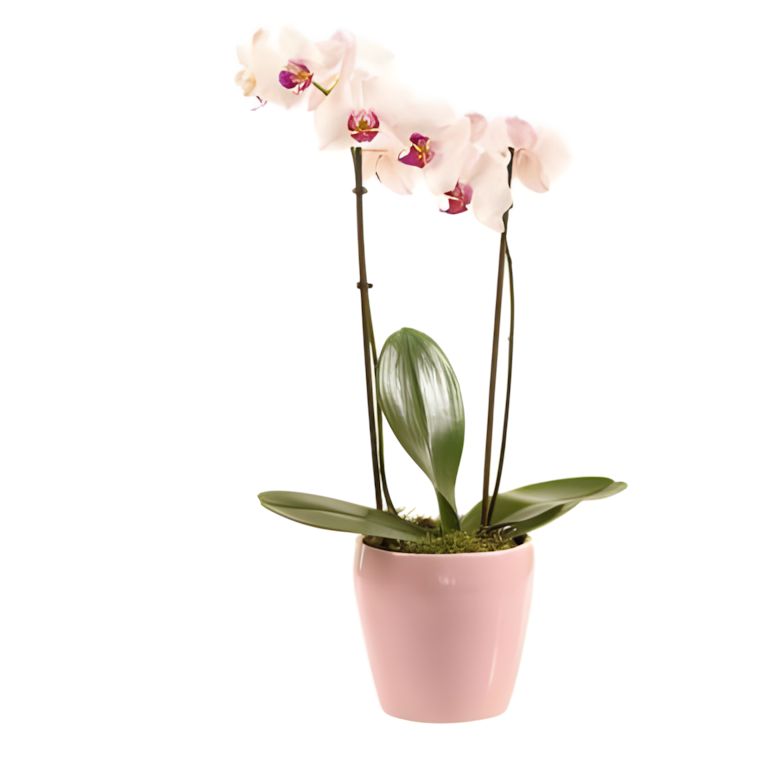 Orchidee Roze