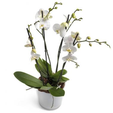Orchidee Large White