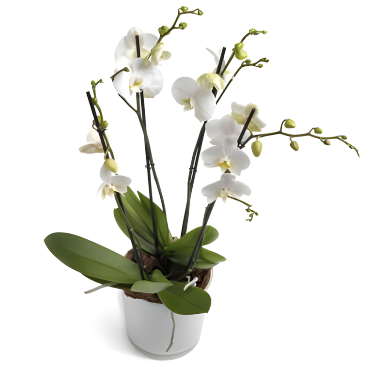 Orchidee Large White