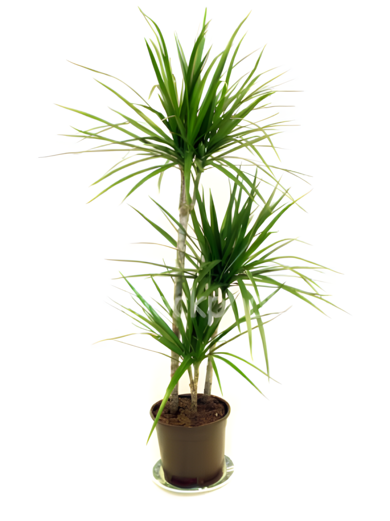 Dracena Marginata