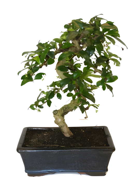 Bonsai Carmano