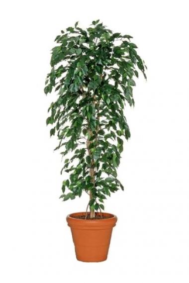 Ficus Benjamina Medium