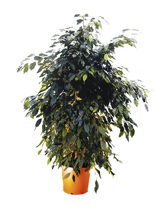 Ficus Benjamina Small