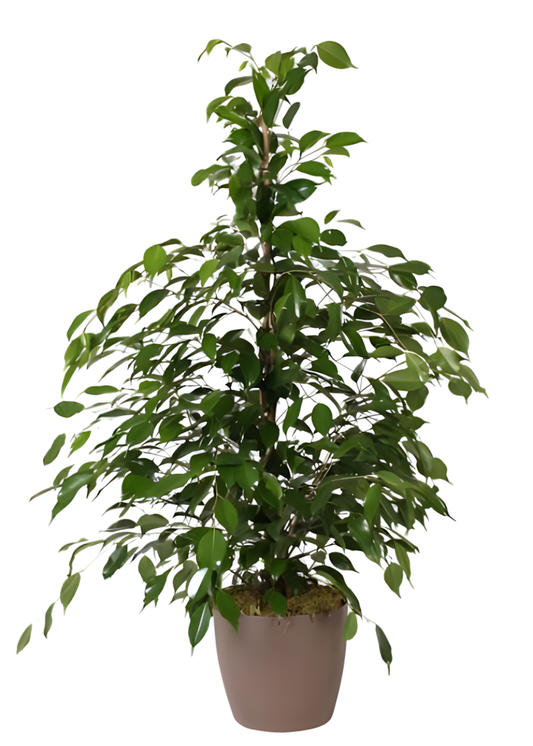 Ficus Benjamina Big