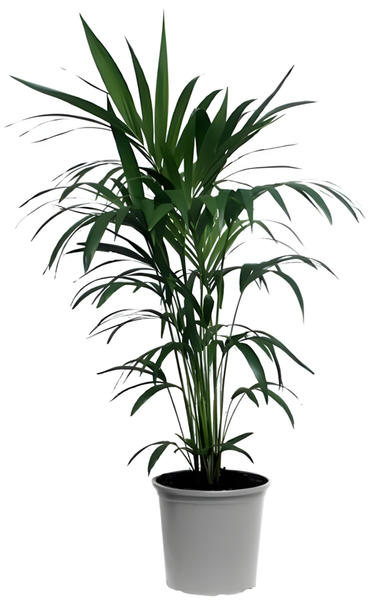 Kentiapalm Small