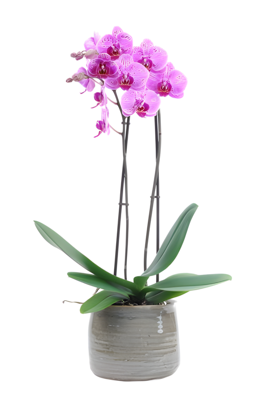 Orchidee Paars Medium