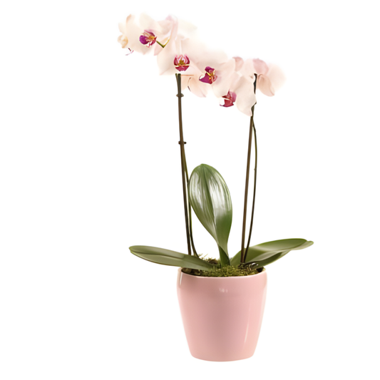 Orchidee Roze