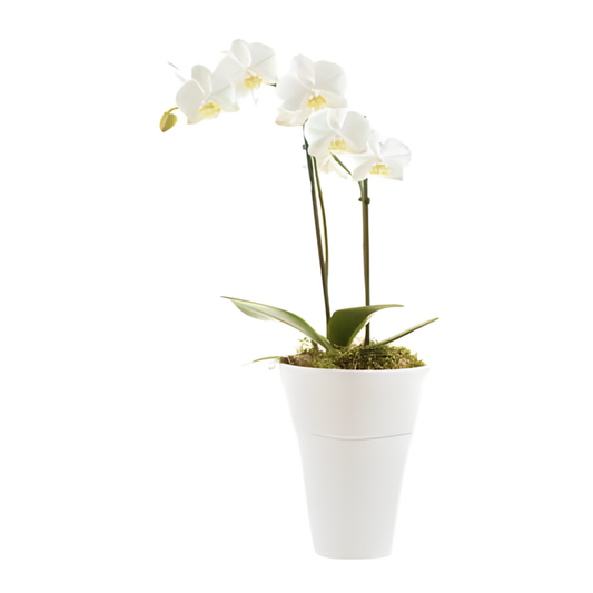 Orchidee Small White