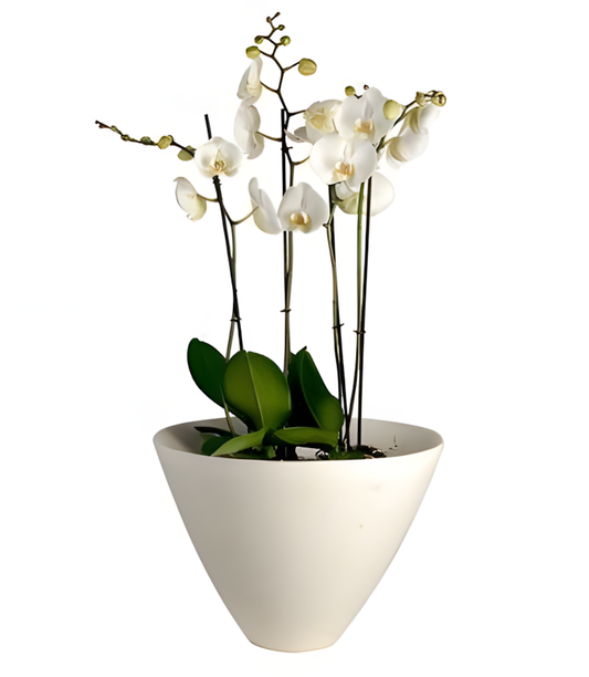 Orchidee Extra Large White