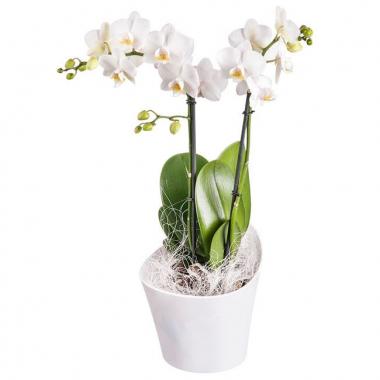 Orchidee Medium White