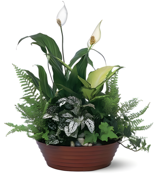 Plantenschaal