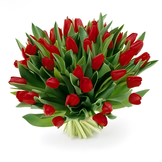 Red Tulips